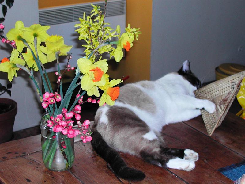 Yakari_et_les fleurs_du_printemps.JPG